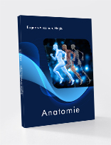 ANATOMIE